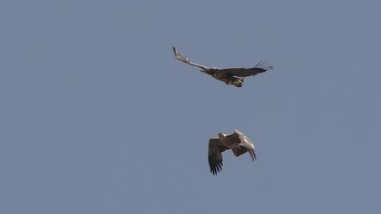 Akkuyruklu kartal
