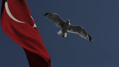 Gümüş martı