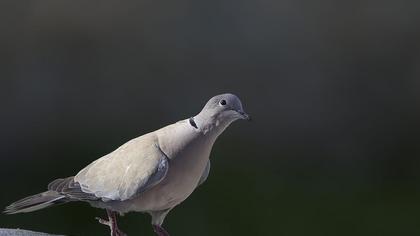 Kumru