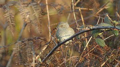 Dağbülbülü