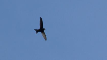 Ebabil