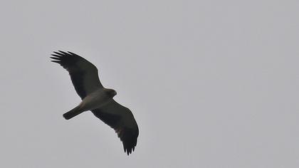 Küçük kartal