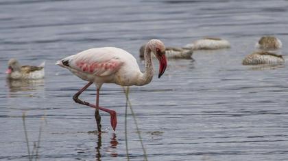 Küçük flamingo