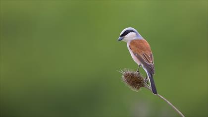 Kızılsırtlı örümcekkuşu