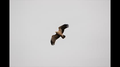 Küçük orman kartalı