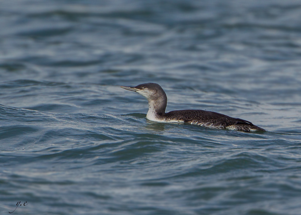 Kızılgerdanlı dalgıç