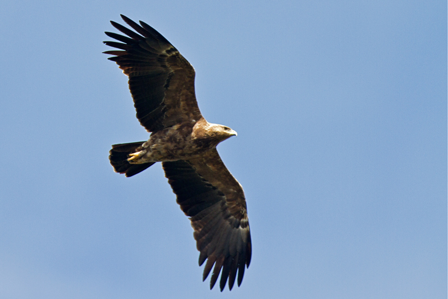 Küçük orman kartalı