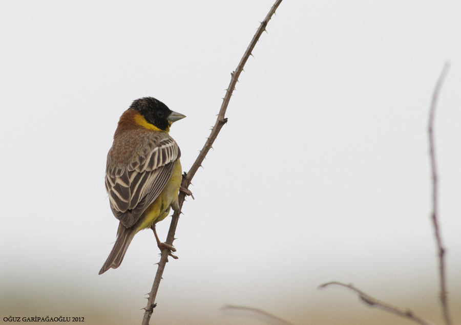 Karabaşlı kirazkuşu