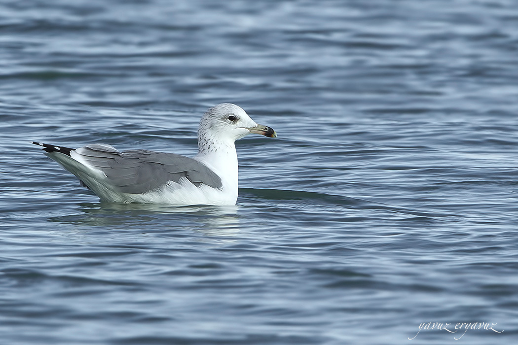 Van gölü martısı