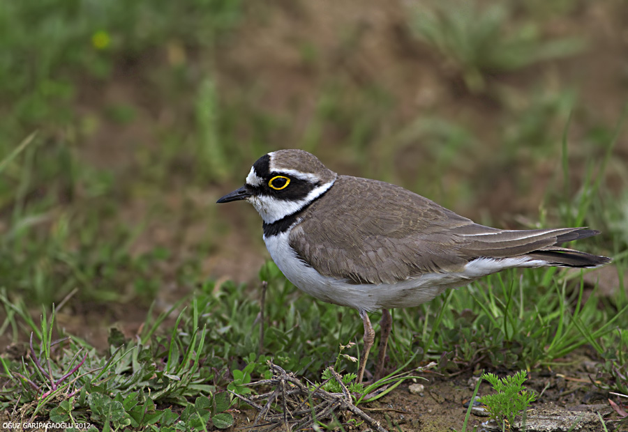 Halkalı küçük cılıbıt