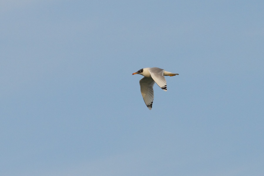 Büyük karabaş martı