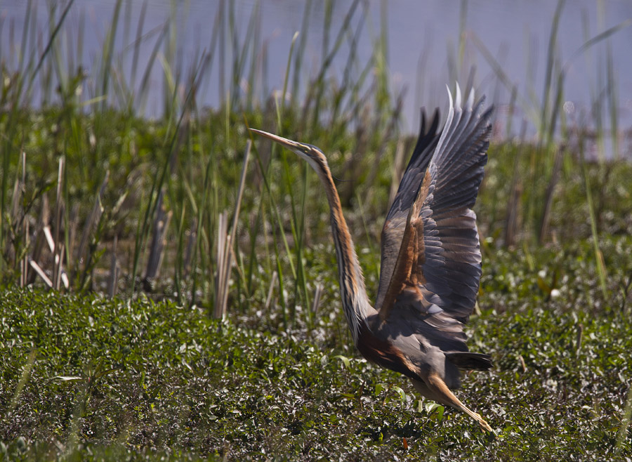 Erguvani balıkçıl