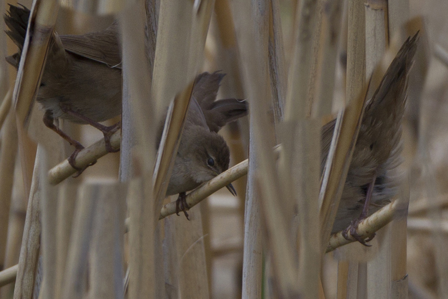 Bataklık kamışçını