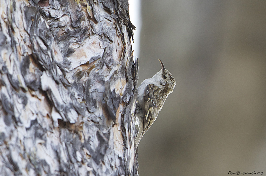 Bahçe tırmaşıkkuşu