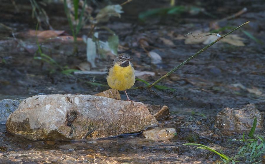 Dağ kuyruksallayanı