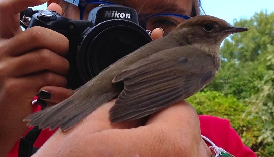 Karabaşlı ötleğen