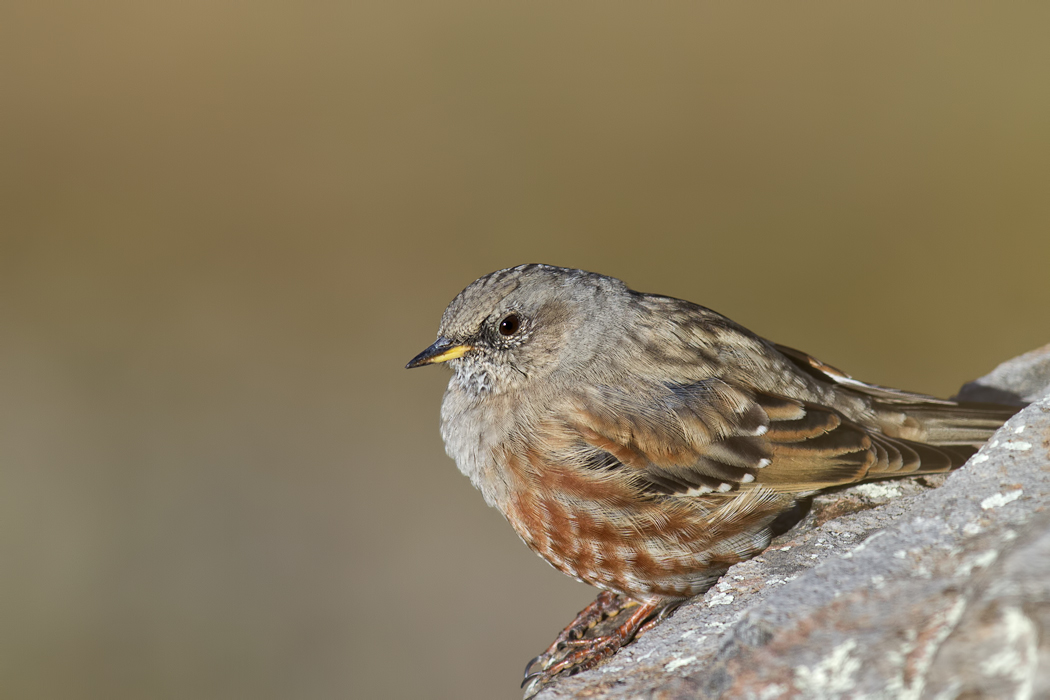 Büyük dağbülbülü