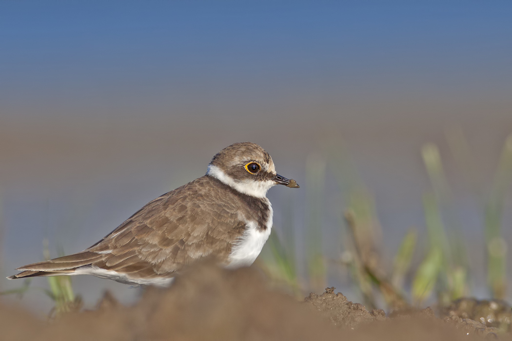 Halkalı küçük cılıbıt