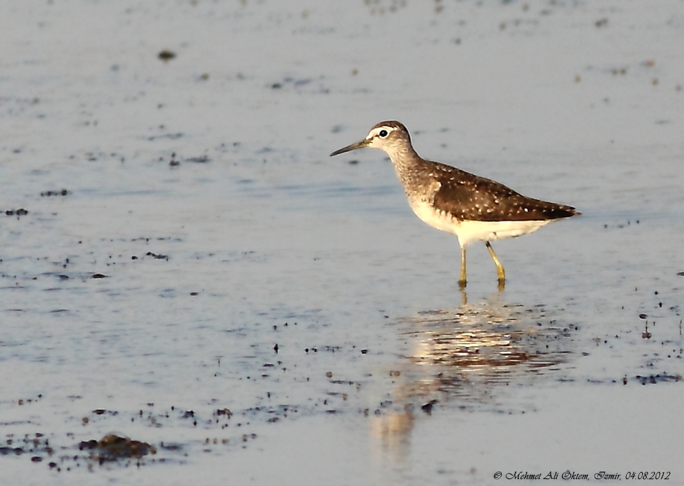 Orman düdükçünü