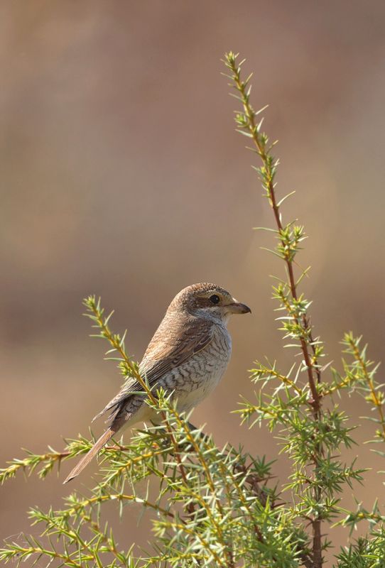 Kızılsırtlı örümcekkuşu