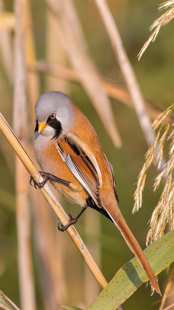 Bıyıklı baştankara