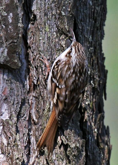 Bahçe tırmaşıkkuşu