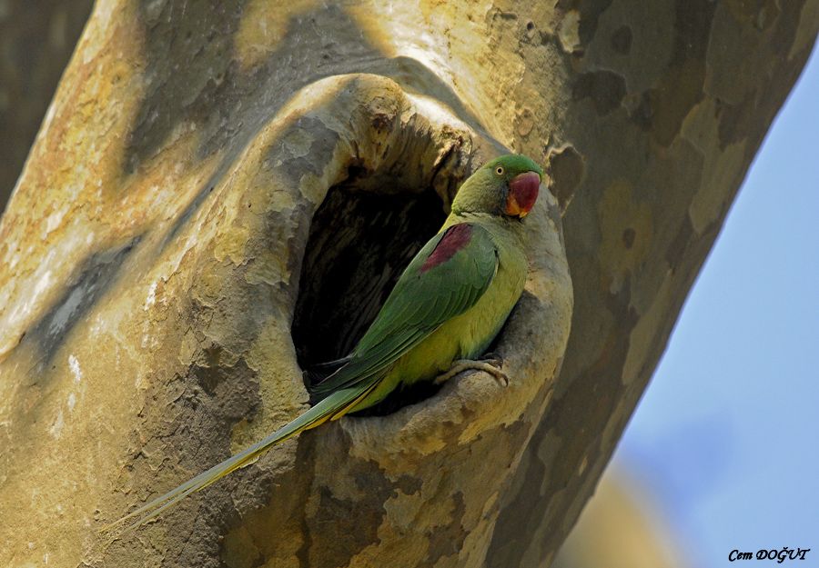 İskender papağanı