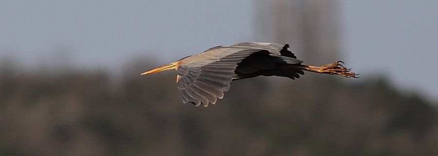 Erguvani balıkçıl