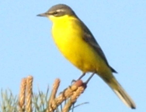 Sarı kuyruksallayan