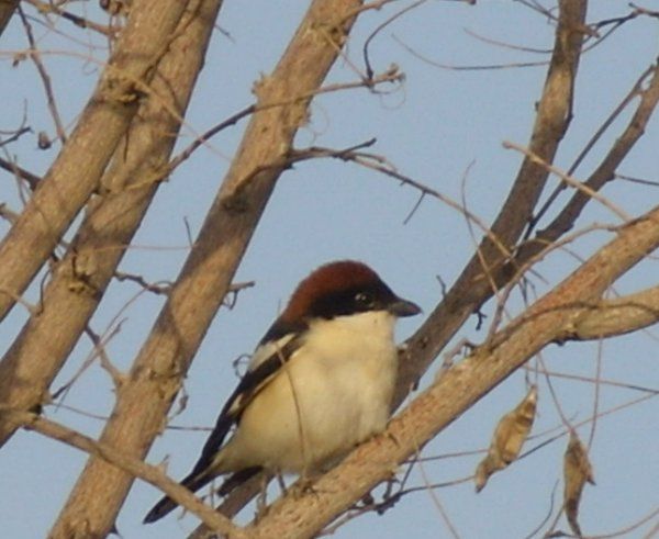 Kızılbaşlı örümcekkuşu