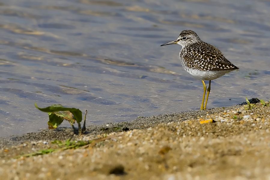 Orman düdükçünü