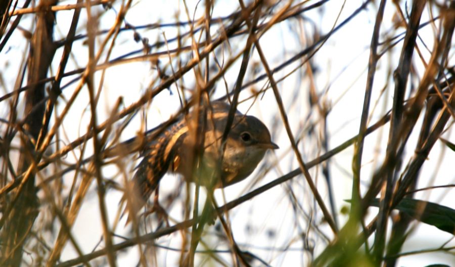 Akgerdanlı ötleğen