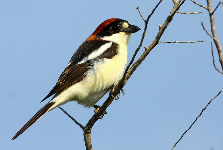 Kızılbaşlı örümcekkuşu