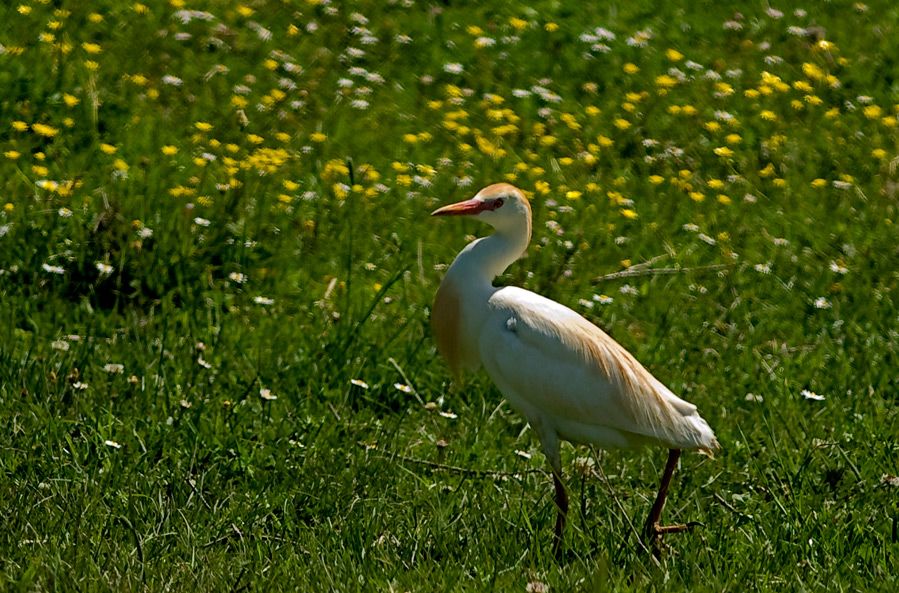Sığır balıkçılı