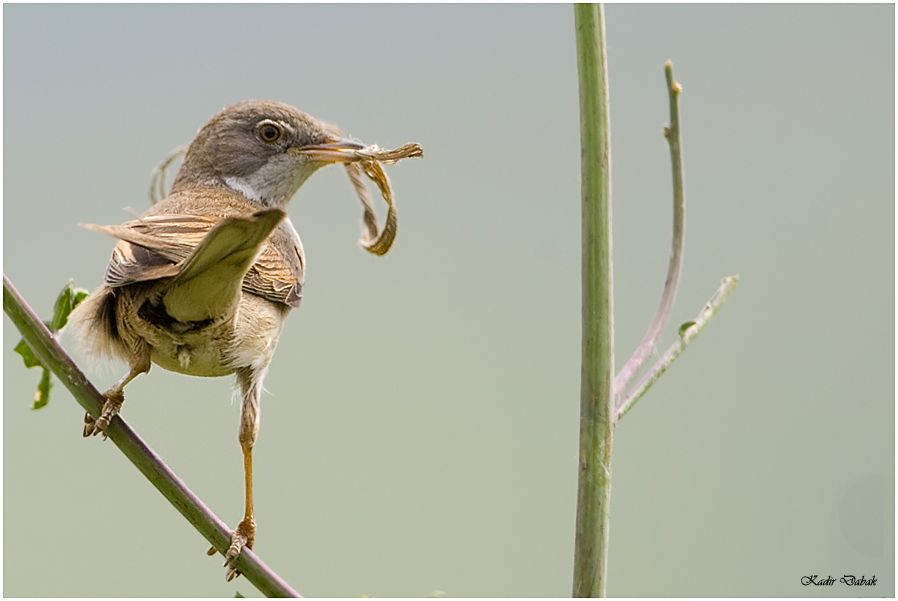 Akgerdanlı ötleğen