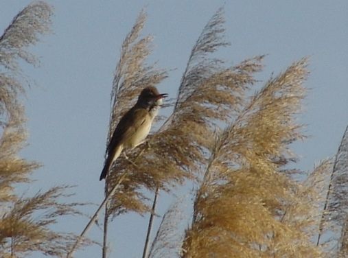 Büyük kamışçın