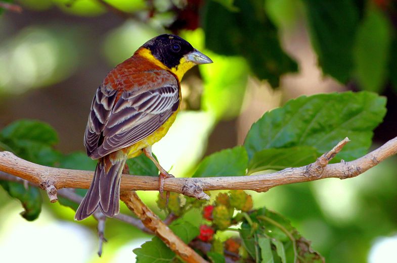 Karabaşlı kirazkuşu