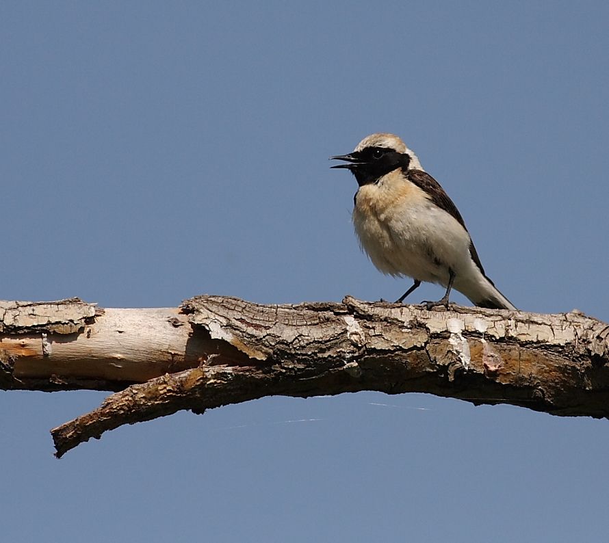 Karakulaklı kuyrukkakan