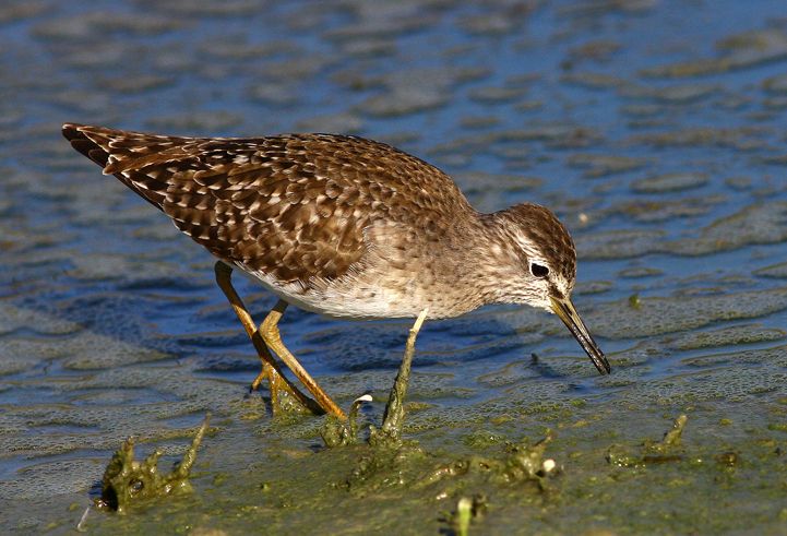 Orman düdükçünü