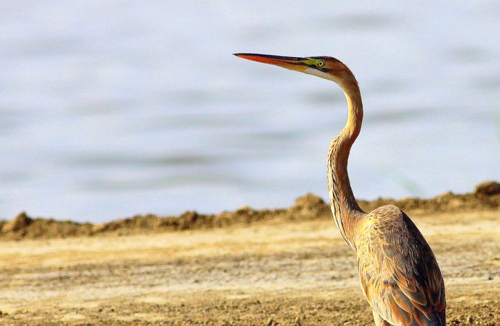 Erguvani balıkçıl