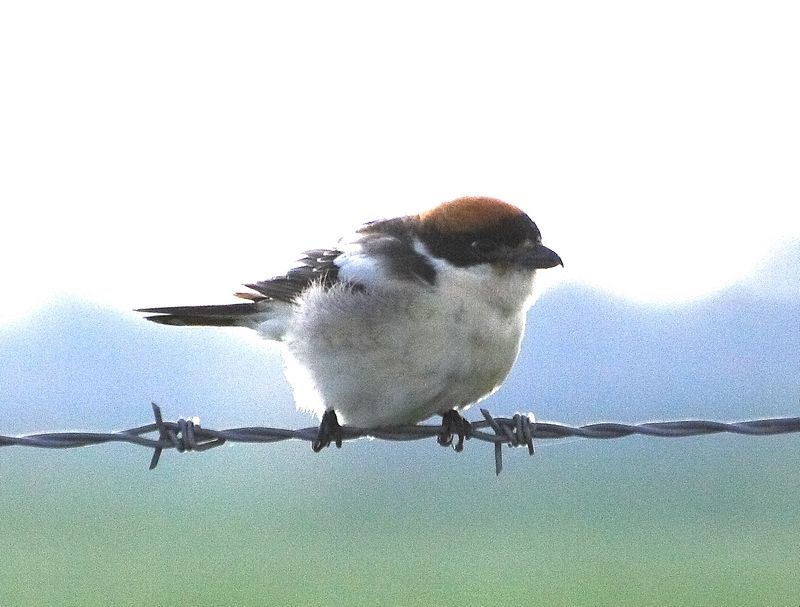 Kızılbaşlı örümcekkuşu