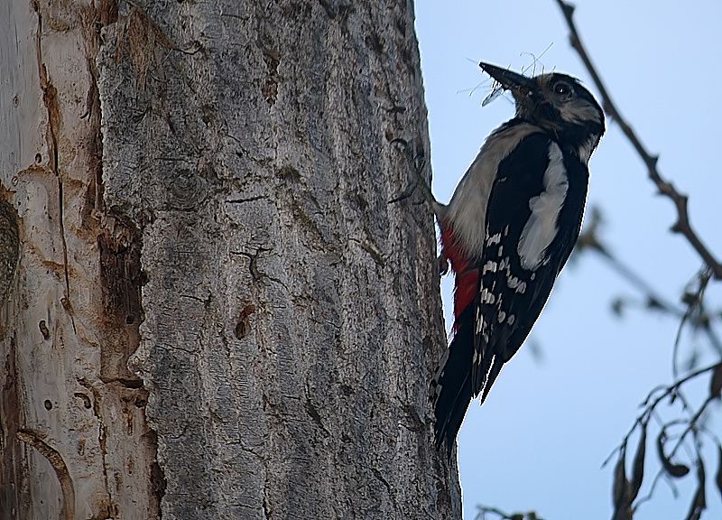 Orman alaca ağaçkakanı