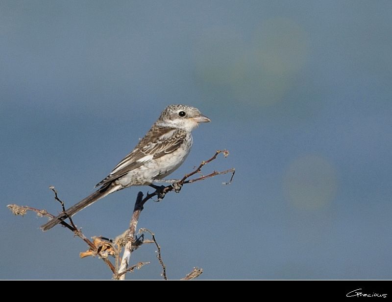 Maskeli örümcekkuşu