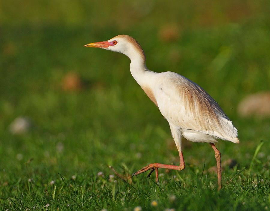 Sığır balıkçılı