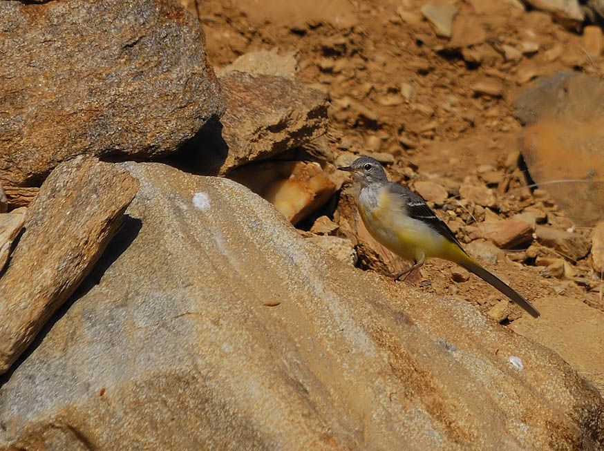 Dağ kuyruksallayanı