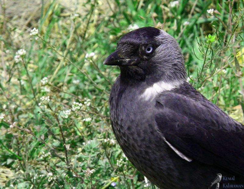 Küçük karga