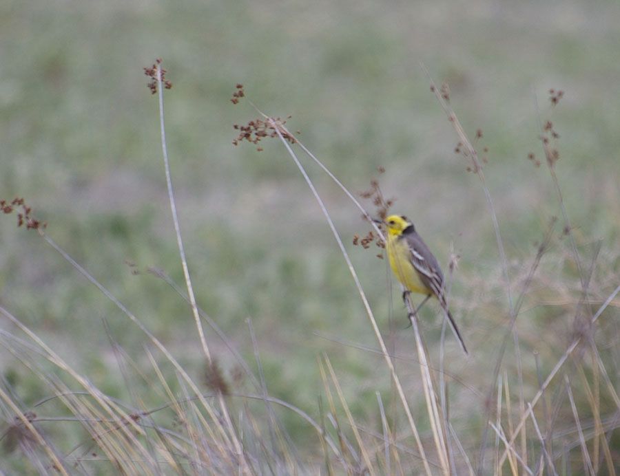 Sarıbaşlı kuyruksallayan