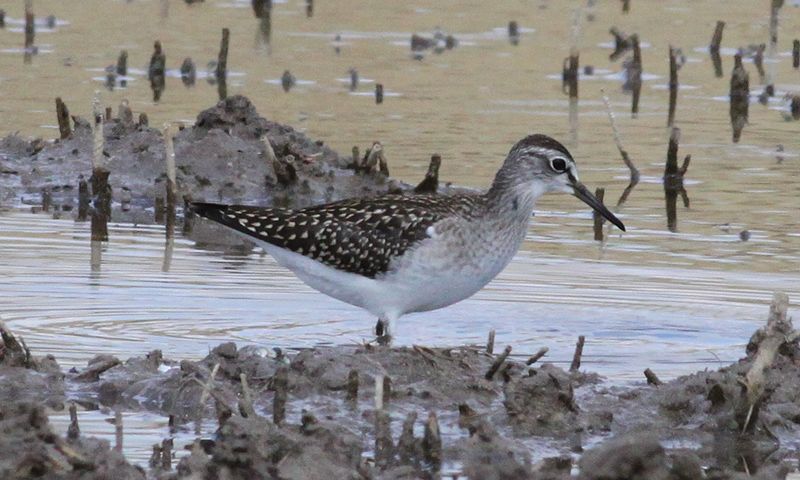 Orman düdükçünü