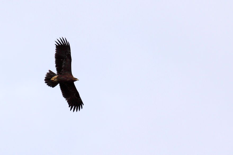 Küçük orman kartalı