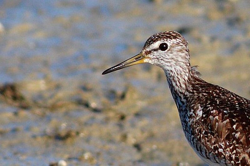 Orman düdükçünü